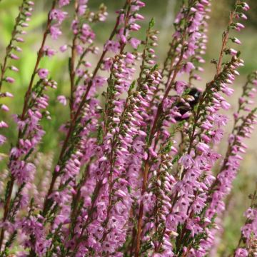 Calluna vulgaris Tib - Heather