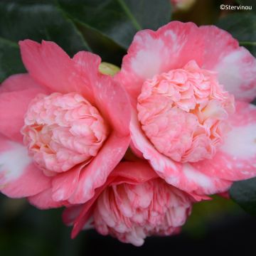 Camellia japonica 'Baby Sis Pink' - Miniature camellia