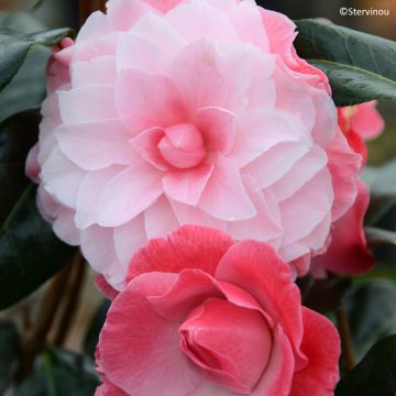 Camellia williamsii Buttons N Bows Camellia williamsii Buttons N Bows