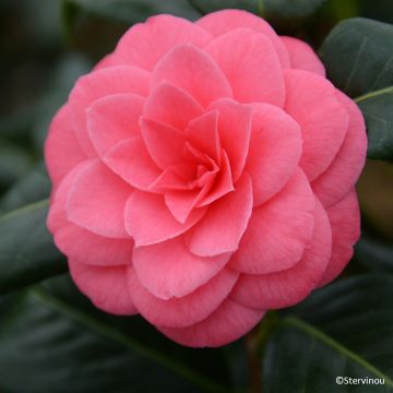 Camellia japonica Spring Formal