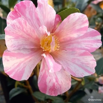 Camellia sasanqua Ashtar Camellia sasanqua Ashtar