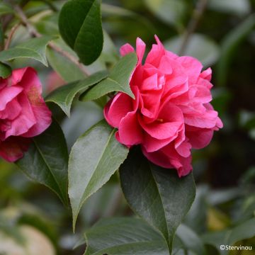 Camellia Paradise Illumination
