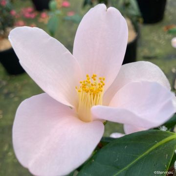 Camellia sasanqua 'Île Vierge' 