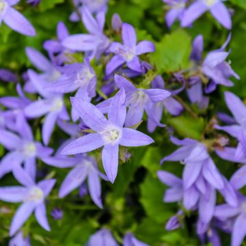 Campanula poscharskyana seeds - Trailing bellflower