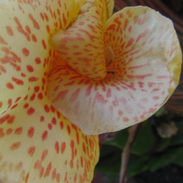 Canna Confetti - Indian shot