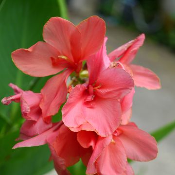 Canna indica Pink Beauty - Indian shot