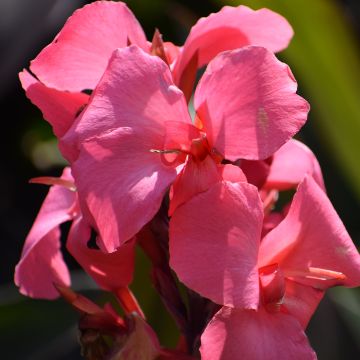 Canna indica Pink and Roses - Indian shot