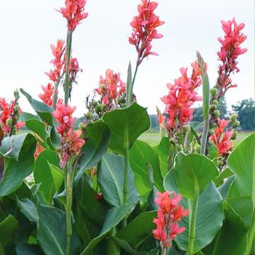 Canna Eden - Giant canna, Indian shot