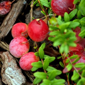 Vaccinium Early Black - Cranberry