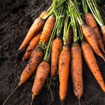 Carrot Fly Away F1 - Daucus carota