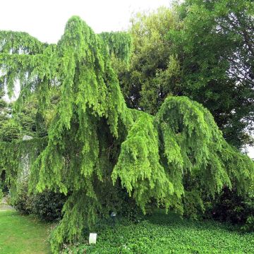 Cedrus deodara Pendula - Himalayan Cedar