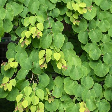 Cercidiphyllum japonicum seeds - Katsura tree