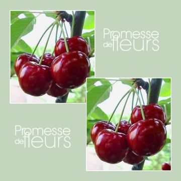 Prunus avium Bigarreau Reverchon - Cherry Tree