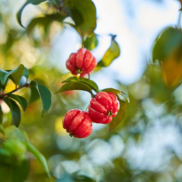 Eugenia uniflora - Surinam Cherry