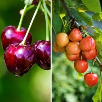 Prunus avium Bigarreau - Hedelfingen and Napoleon grafted on the same rootstock.