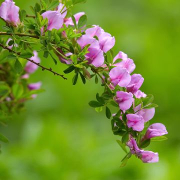 Chamaecytisus purpureus Chamaecytisus purpureus