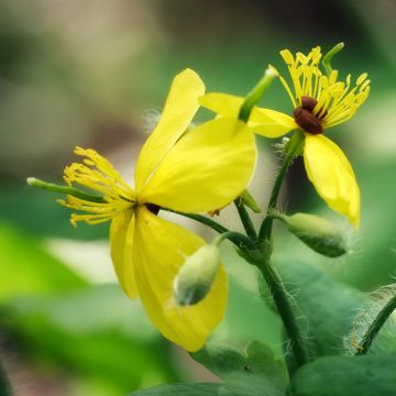 Chelidoine - herbe aux verrues (Chelidonium majus)