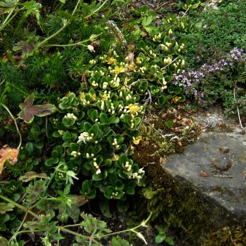 Lonicera crassifolia 