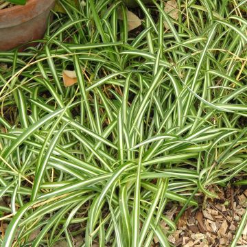 Chlorophytum nepalense