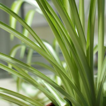 Chlorophytum nepalense Chlorophytum nepalense