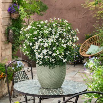 Choisya ternata Tiny Dancer - Mexican orange blossom