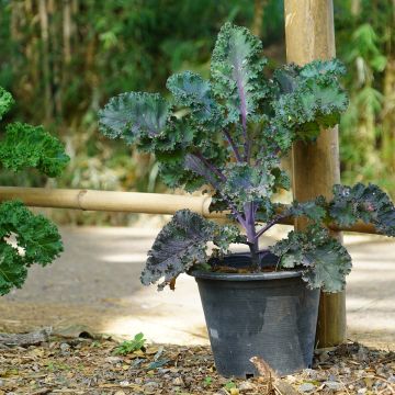 Curly Kale Scarlet