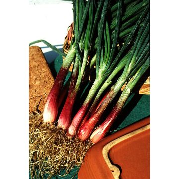 Common red chive - Allium fistulosum