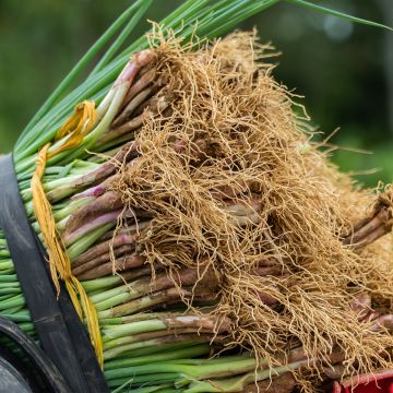 Common red chive - Allium fistulosum