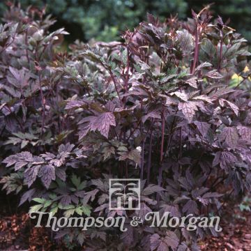 Cimicifuga racemosa Atropurpurea - Bugbane