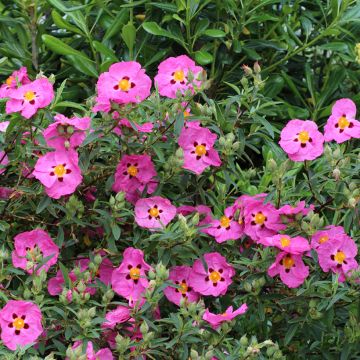 Cistus x purpureus - Rockrose Cistus x purpureus - Rockrose