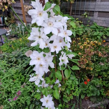 Clematis Guernsey Flute™
