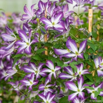 Clematis viticella Glorious Cloud