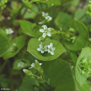 Claytonia perfoliata - Miner's lettuce