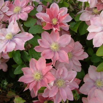 Clematis Little Mermaid Clematis Little Mermaid