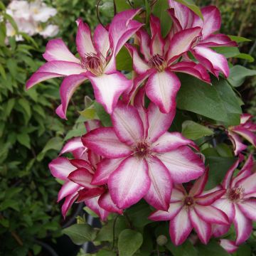 Clematis Picotee Clematis Picotee