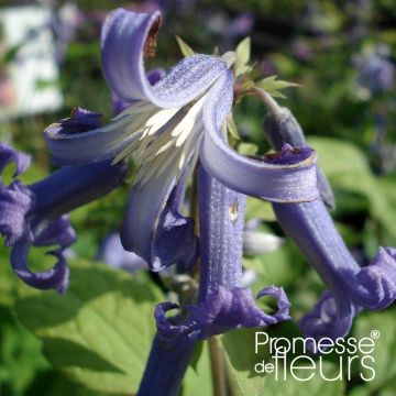 Clematis heracleifolia Cote dAzur