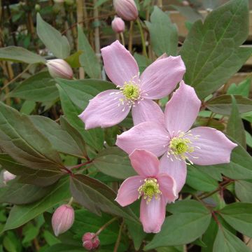 Clematis montana Fragrant Spring - Anemone Clematis