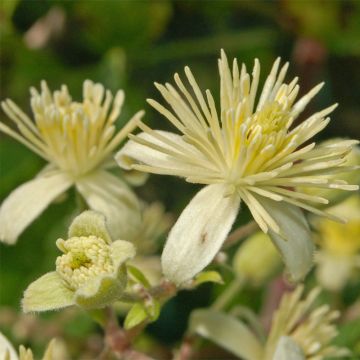 Clematis vitalba - Clématite des haies Clematis vitalba - Clématite des haies