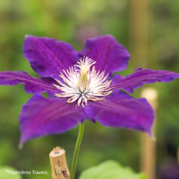 Clematis Burma Star