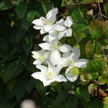 Clematis integrifolia Baby Star 'Zobast' Clematis integrifolia Baby Star 'Zobast'