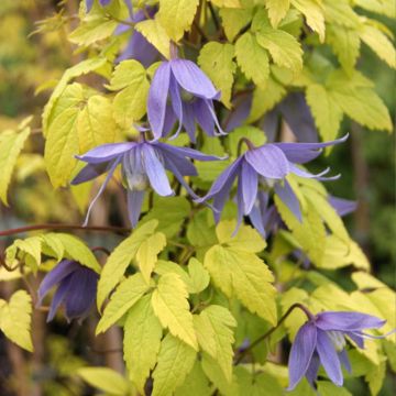 Clematis atragene Stolwijk Gold Clematis atragene Stolwijk Gold