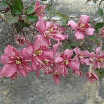 Clematis montana Broughton star