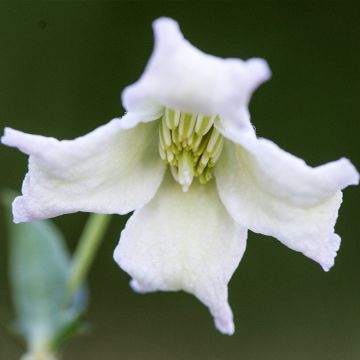 Clematis campaniflora 
