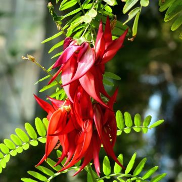 Clianthus puniceus Kaka King Clianthus puniceus Kaka King