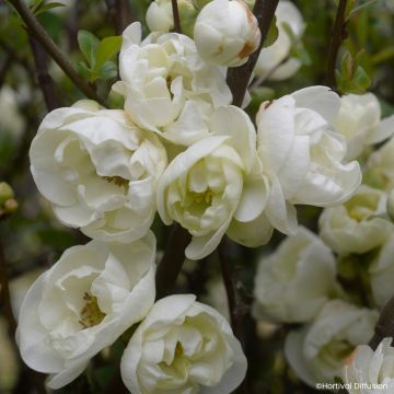 Chaenomeles speciosa Double Delice Pure - Japanese quince