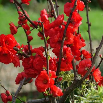 Chaenomeles speciosa Rouge Baiser - Japanese quince