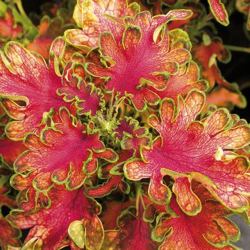 Solenostemon Ruffles Copper