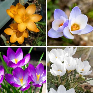 Collection of 115 Botanical Crocuses