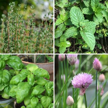 Value collection of 4 herbs - Provence thyme, Moroccan Mint, Compact Green Basil and Chives