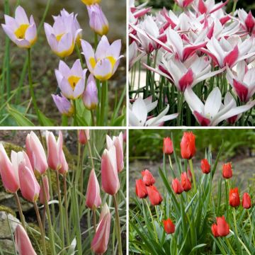 Collection of 50 Wild Tulips